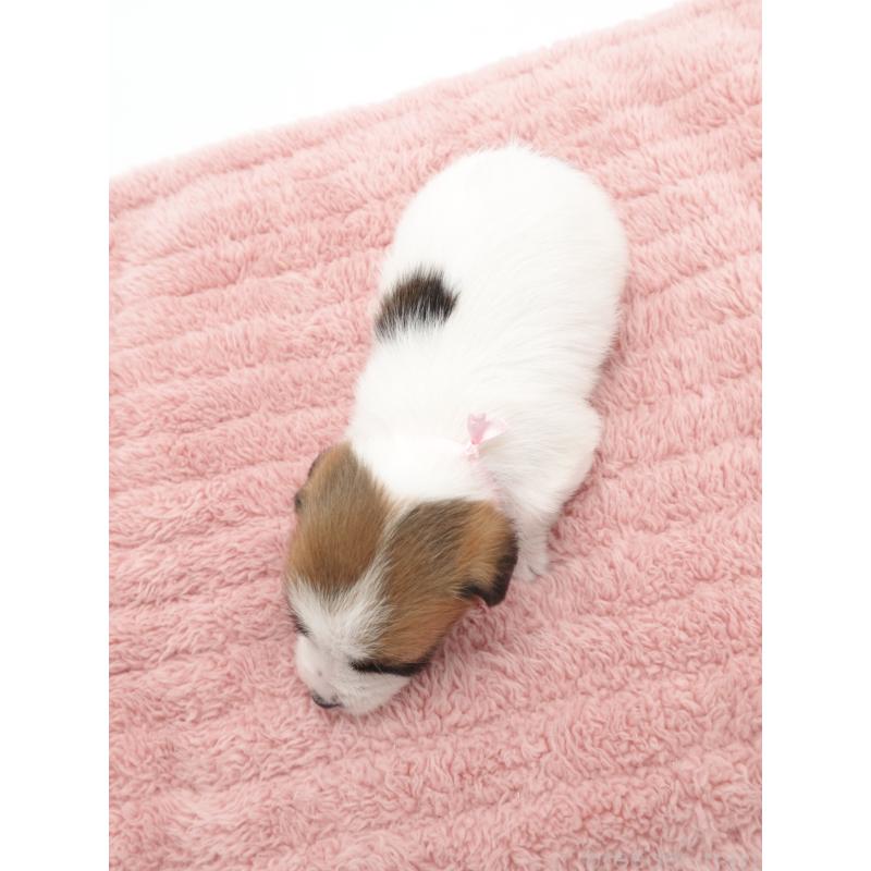 成約済の群馬県のジャックラッセルテリア-433530の3枚目