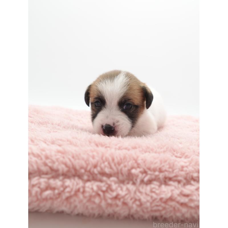 成約済の群馬県のジャックラッセルテリア-433530の2枚目