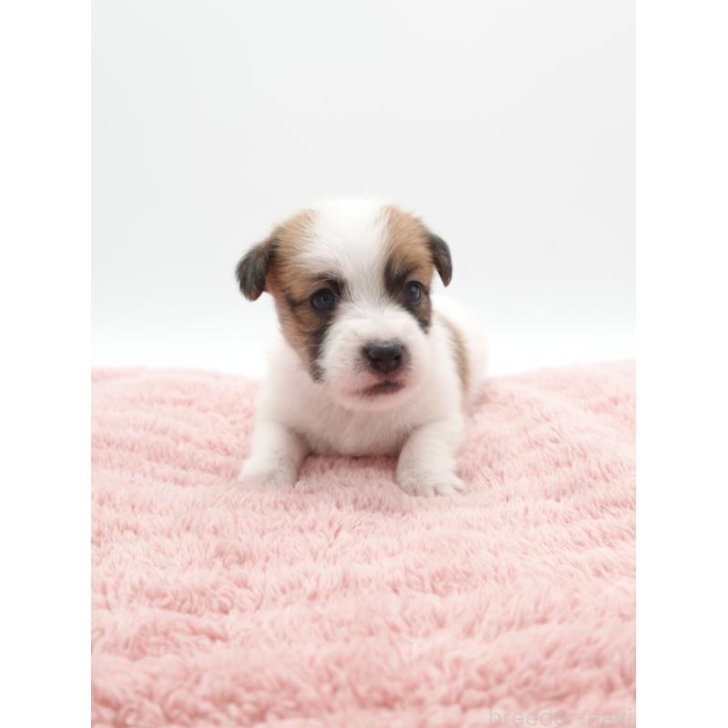 販売中の群馬県のジャックラッセルテリア-439769の4枚目