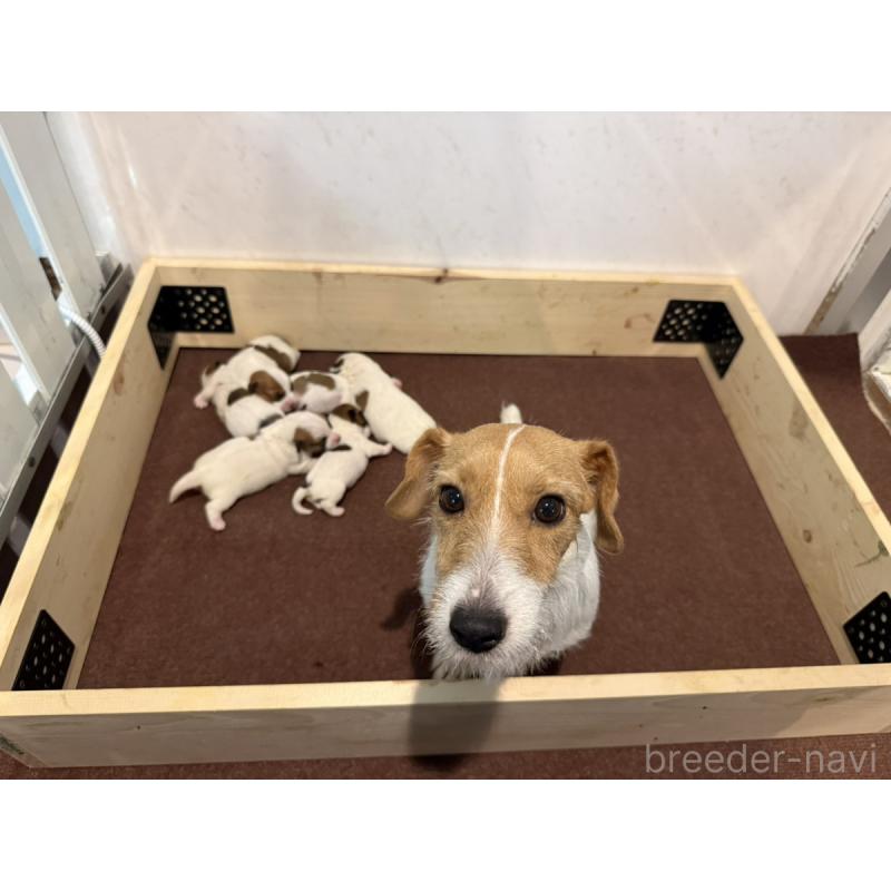 販売中の群馬県のジャックラッセルテリア-439769の3枚目