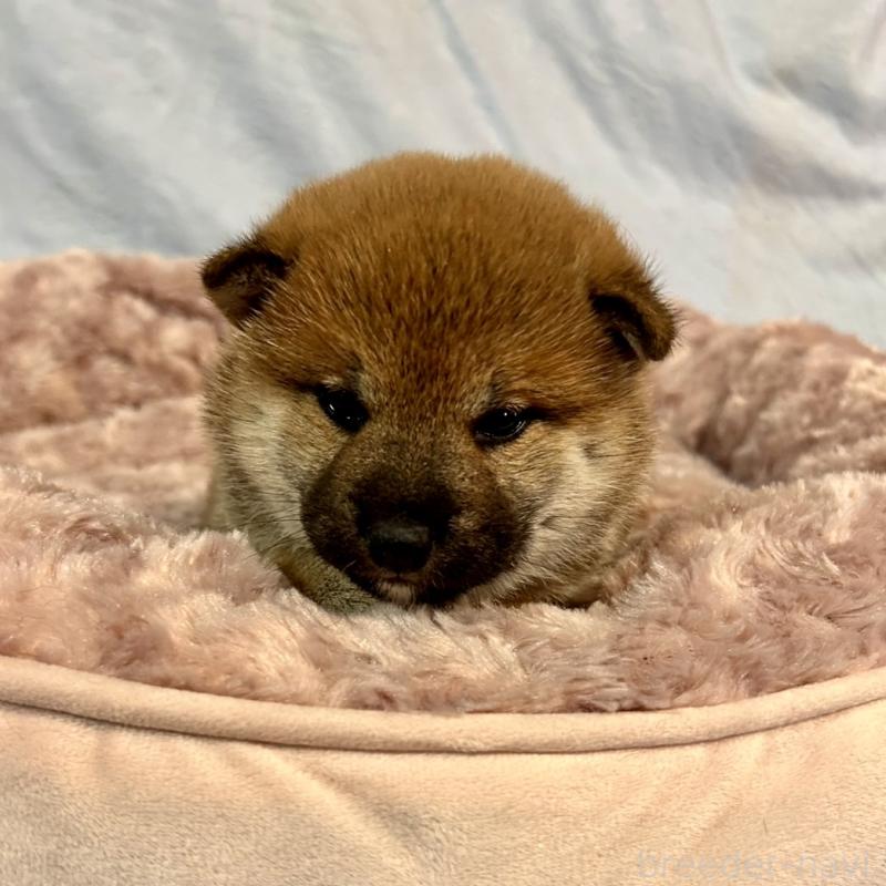 販売中の大阪府の豆柴-439770の1枚目