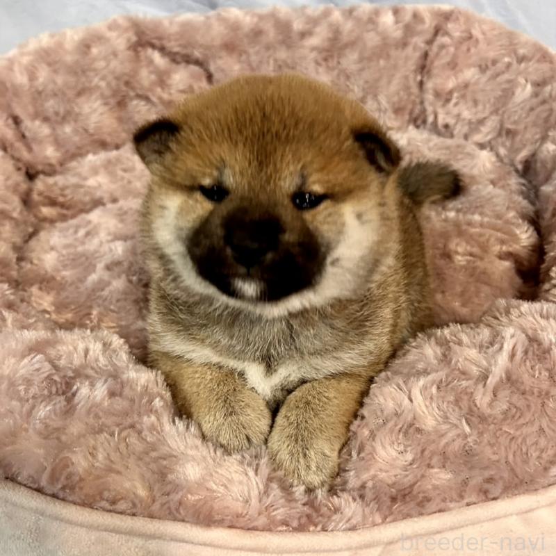 販売中の大阪府の豆柴-439770の4枚目