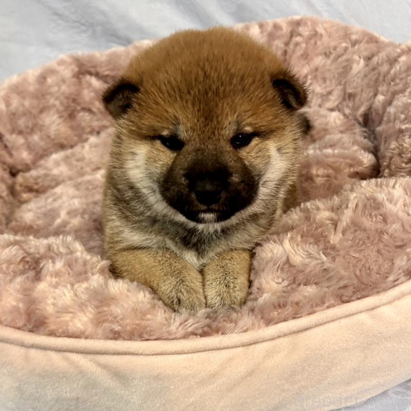 販売中の大阪府の豆柴-439770の3枚目