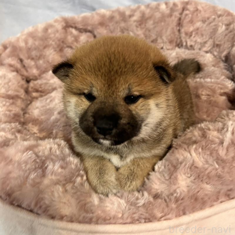 販売中の大阪府の豆柴-439770の2枚目