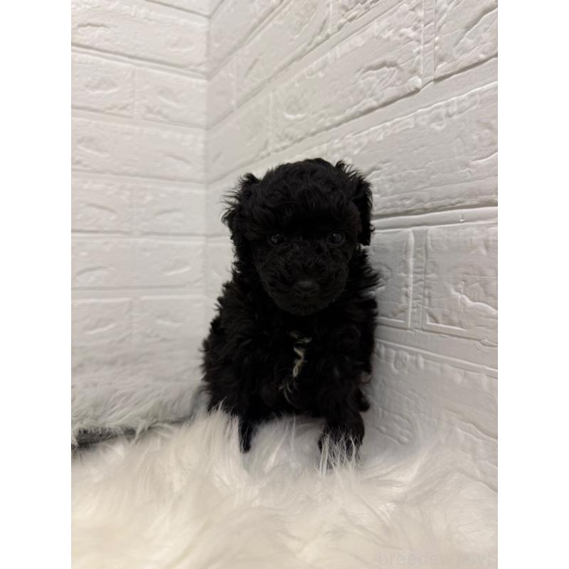 販売中の岡山県のタイニープードル-439562の10枚目