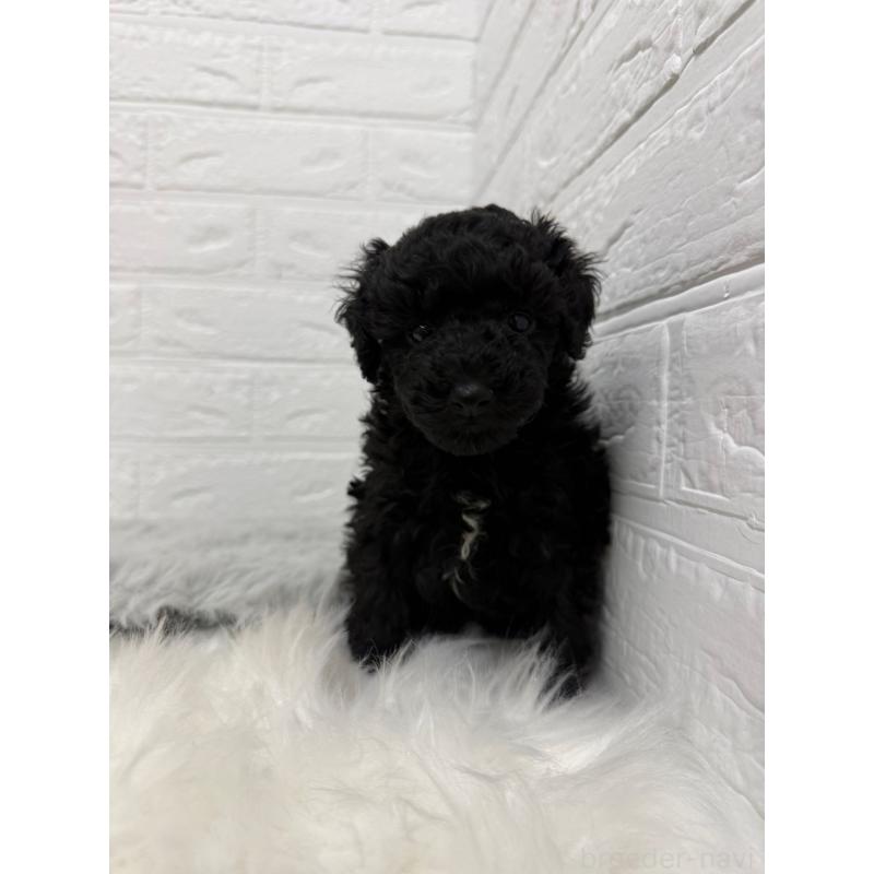 販売中の岡山県のタイニープードル-439562の9枚目