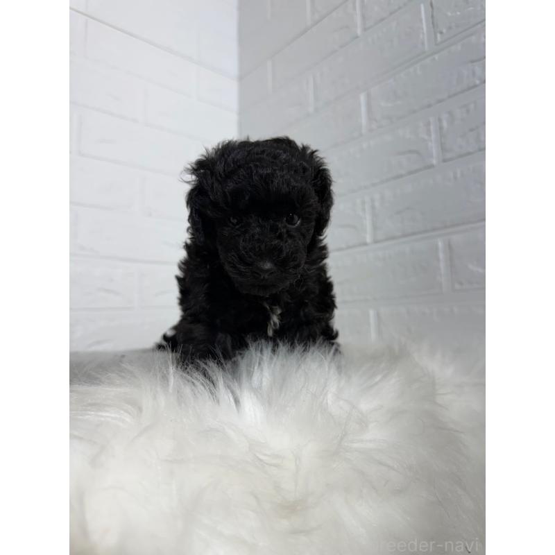 販売中の岡山県のタイニープードル-439562の7枚目