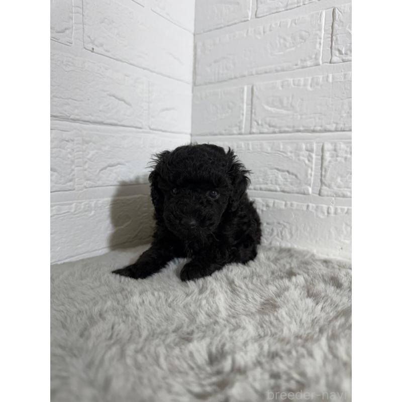 販売中の岡山県のタイニープードル-439562の6枚目