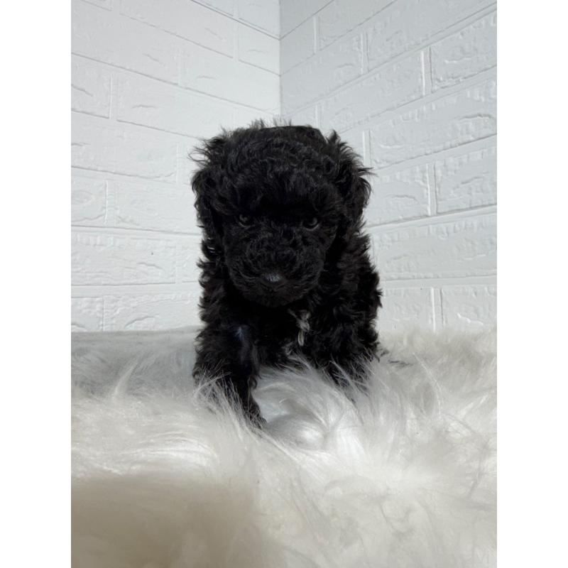 販売中の岡山県のタイニープードル-439562の5枚目