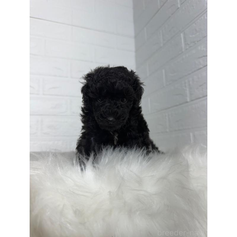 販売中の岡山県のタイニープードル-439562の4枚目