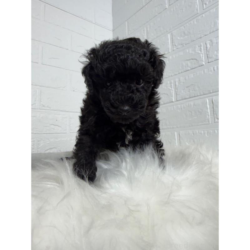 販売中の岡山県のタイニープードル-439562の3枚目