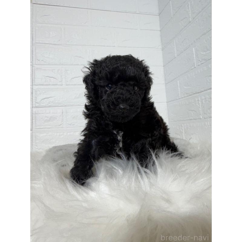 販売中の岡山県のタイニープードル-439562の2枚目