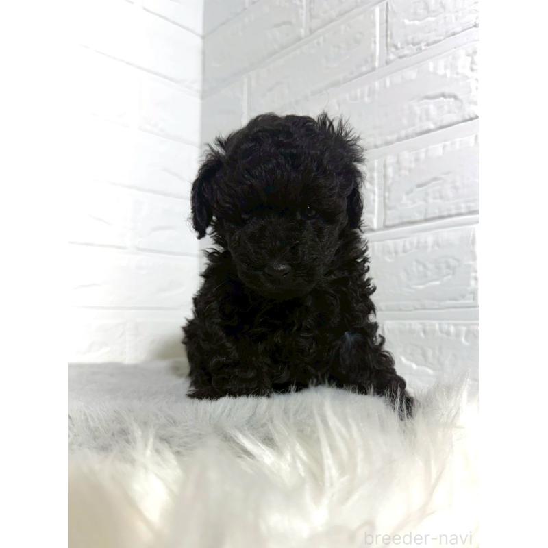 販売中の岡山県のタイニープードル-439563の10枚目