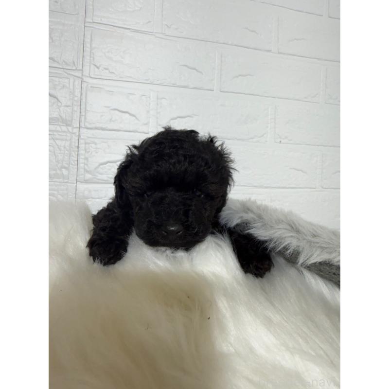 販売中の岡山県のタイニープードル-439563の9枚目