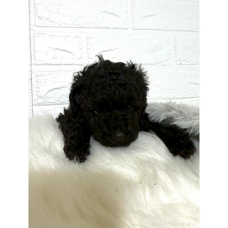 販売中の岡山県のタイニープードル-439563の8枚目