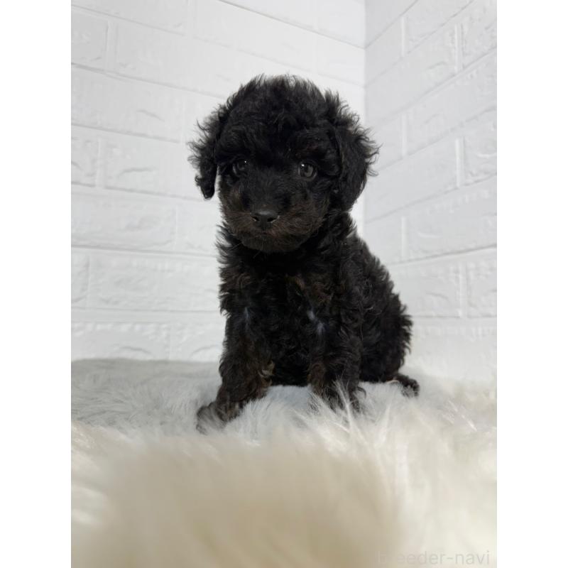 成約済の岡山県のタイニープードル-439561の14枚目