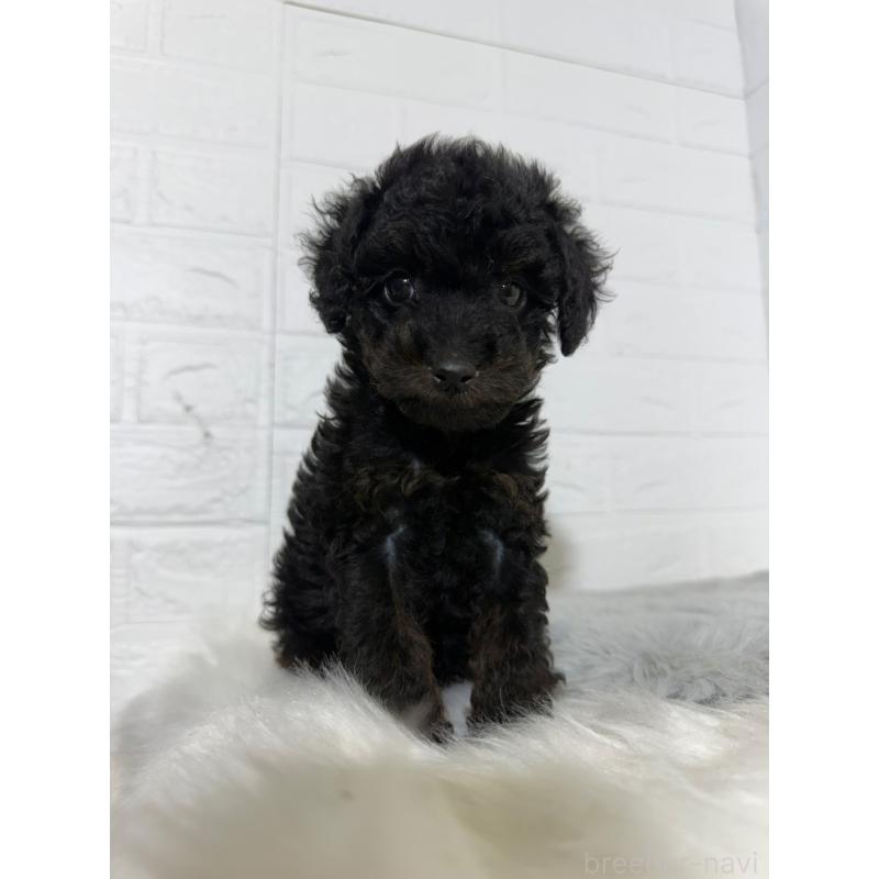 成約済の岡山県のタイニープードル-439561の13枚目