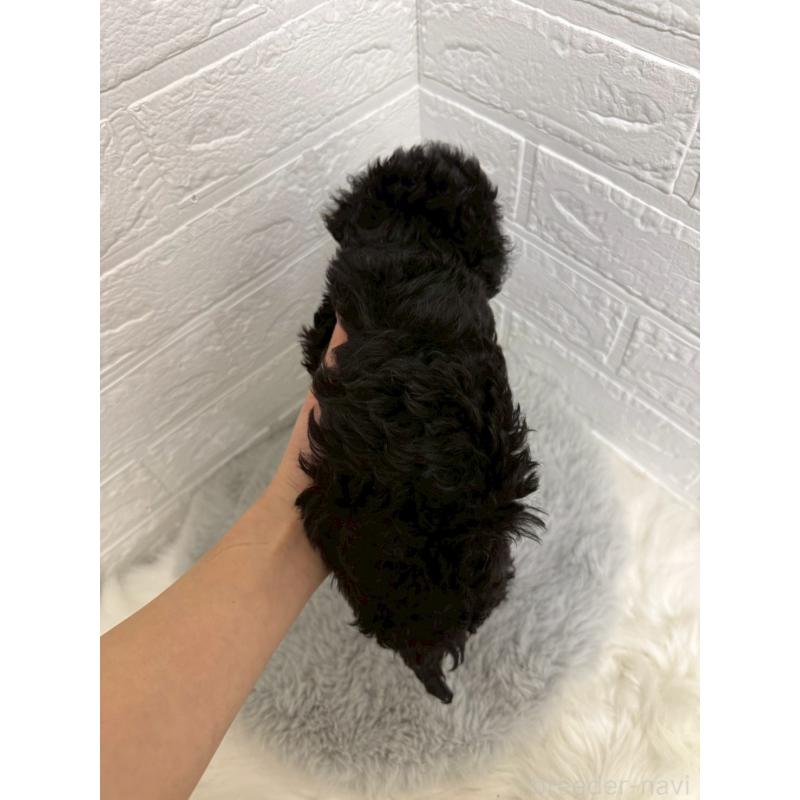 成約済の岡山県のタイニープードル-439561の12枚目