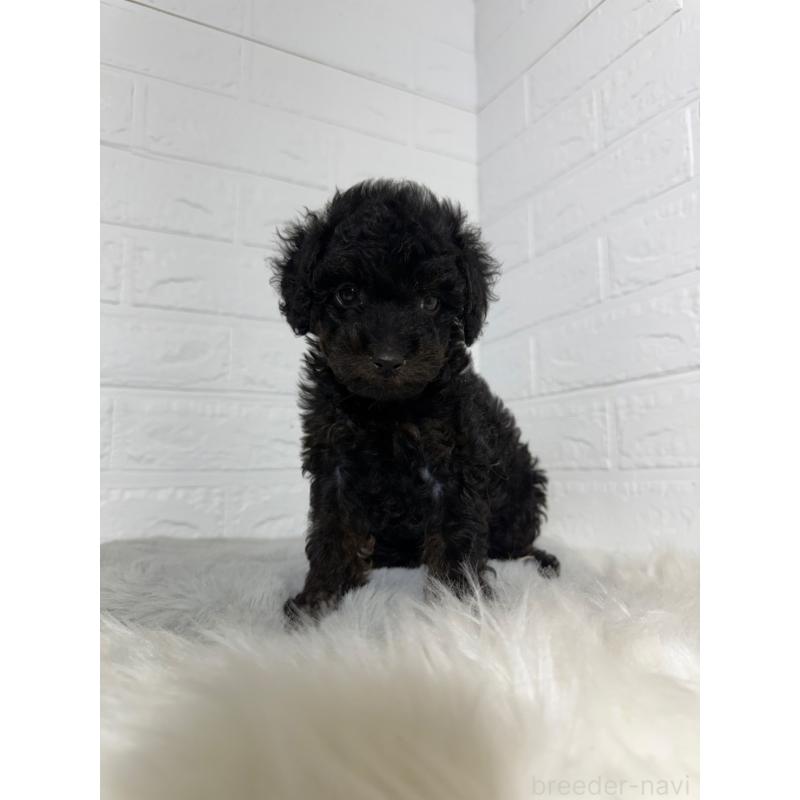 成約済の岡山県のタイニープードル-439561の11枚目