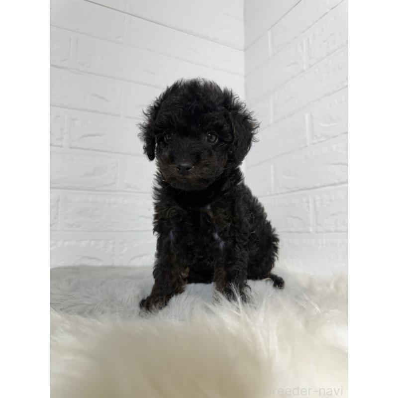 成約済の岡山県のタイニープードル-439561の10枚目