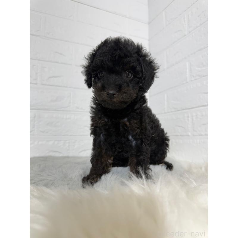 成約済の岡山県のタイニープードル-439561の9枚目