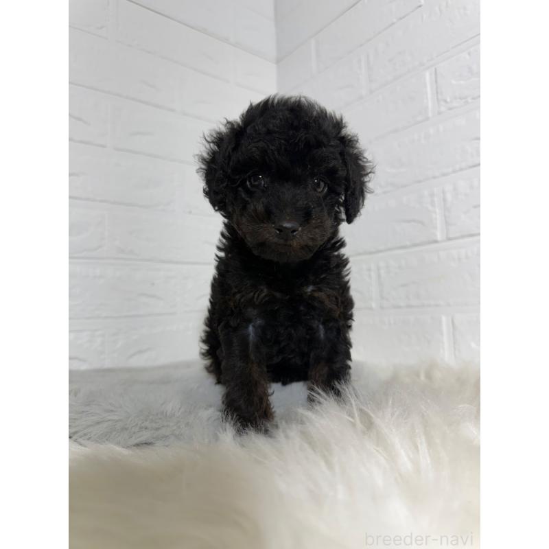 成約済の岡山県のタイニープードル-439561の8枚目