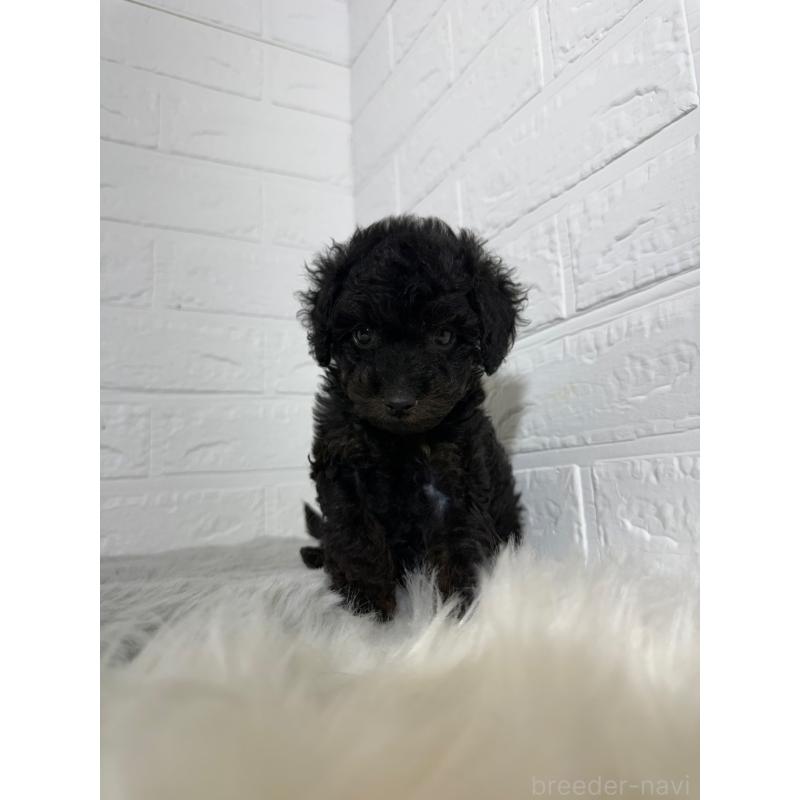 成約済の岡山県のタイニープードル-439561の7枚目