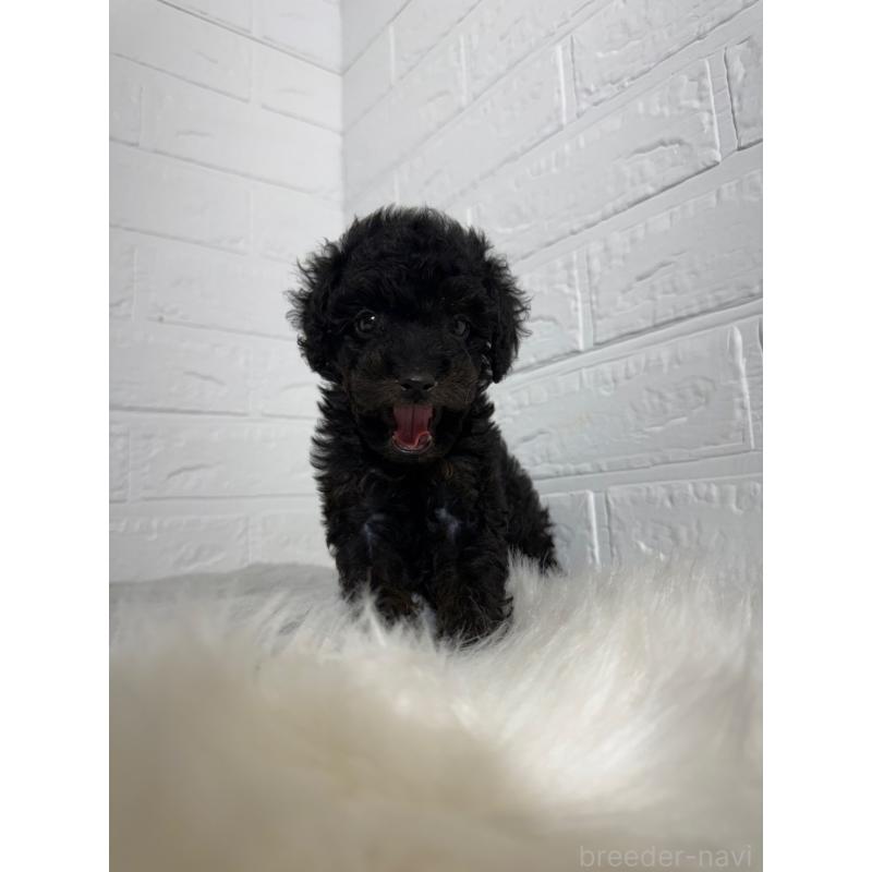 成約済の岡山県のタイニープードル-439561の6枚目