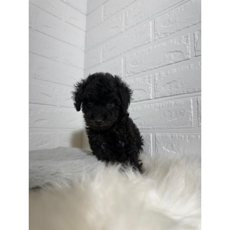 成約済の岡山県のタイニープードル-439561の5枚目