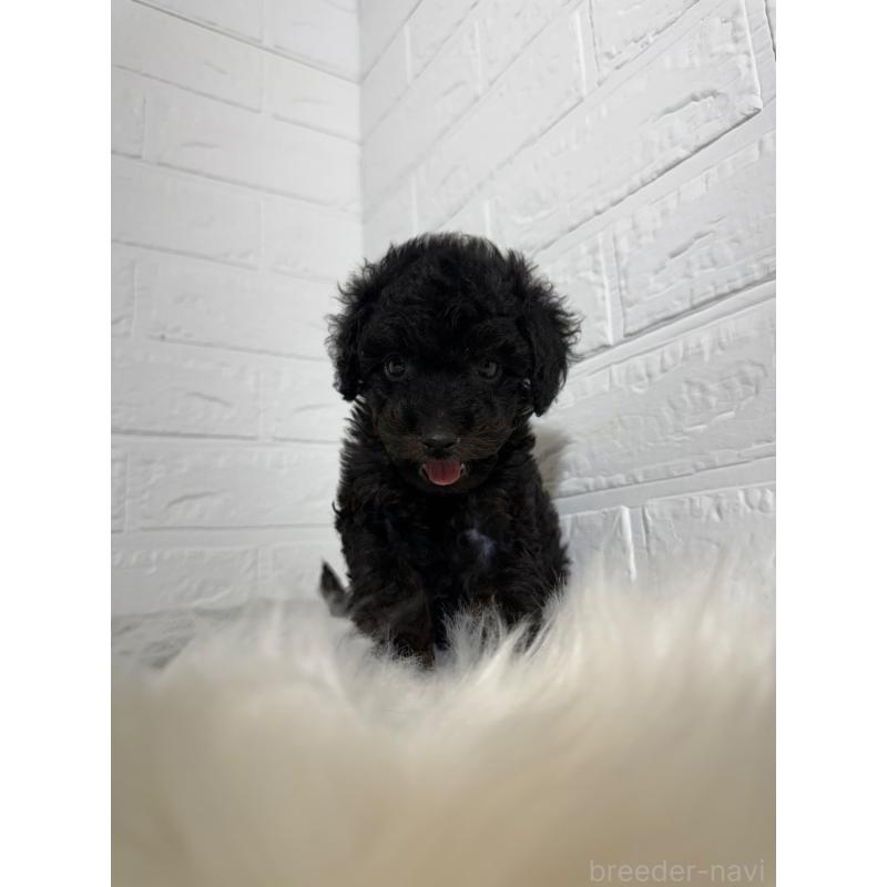 成約済の岡山県のタイニープードル-439561の4枚目