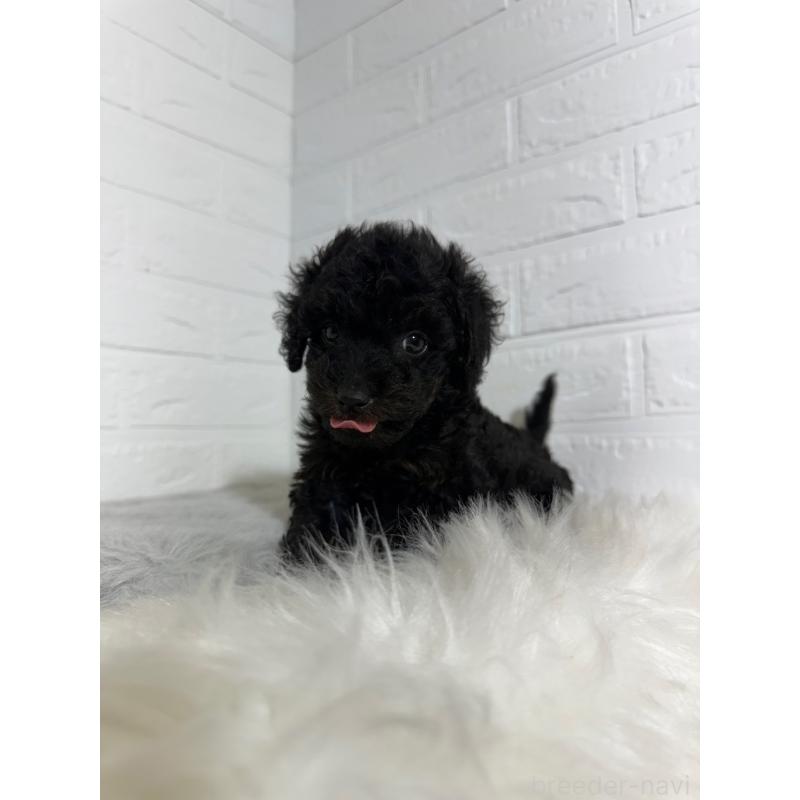 成約済の岡山県のタイニープードル-439561の3枚目