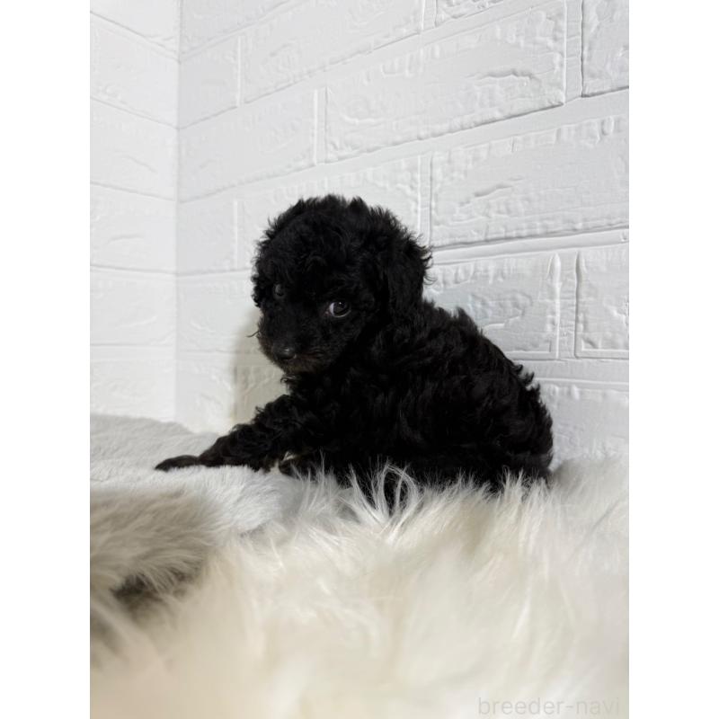 成約済の岡山県のタイニープードル-439561の2枚目