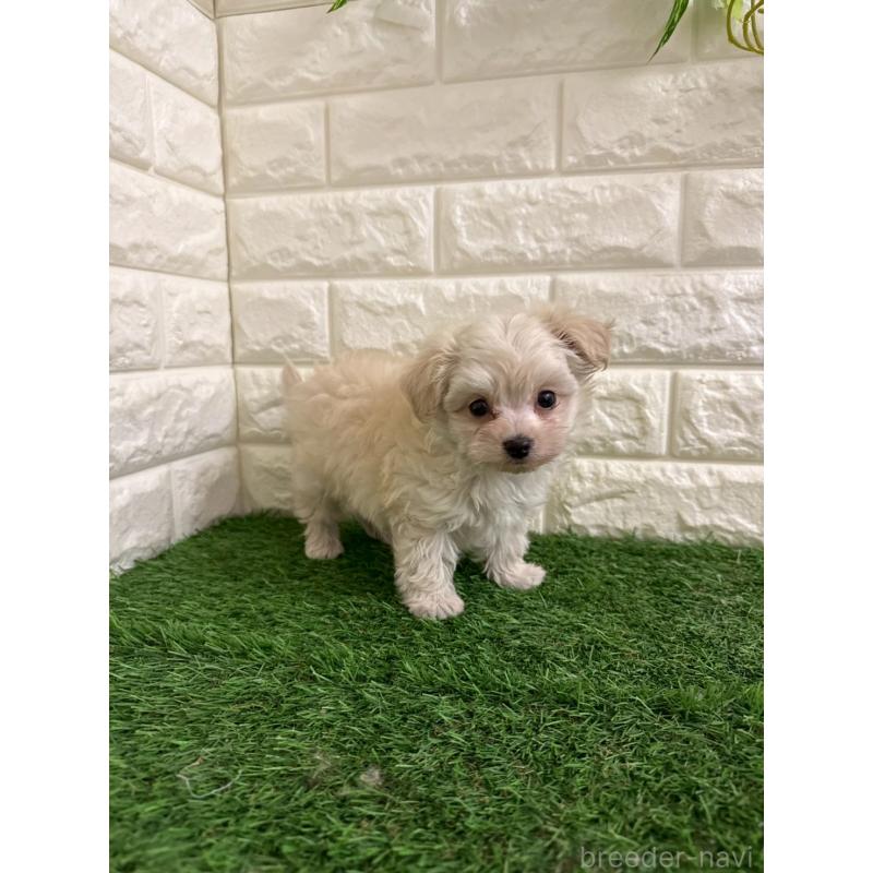 販売中の東京都のチワプー:チワワ×トイプードル-439772の7枚目