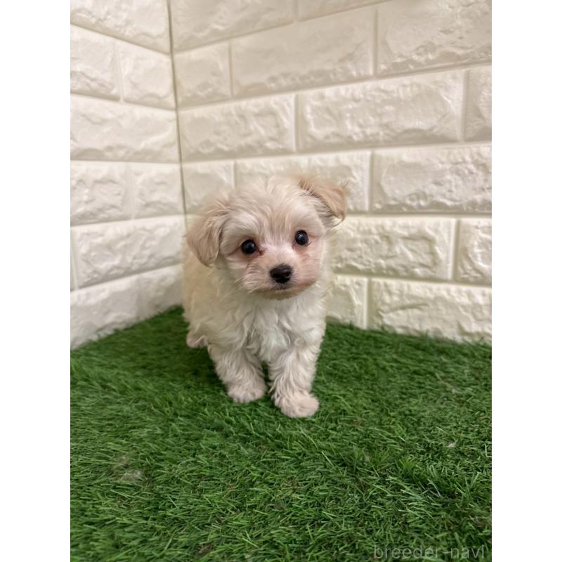 販売中の東京都のチワプー:チワワ×トイプードル-439772の6枚目