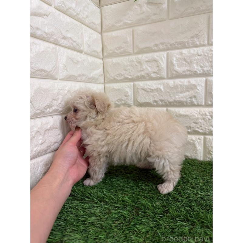 販売中の東京都のチワプー:チワワ×トイプードル-439772の5枚目