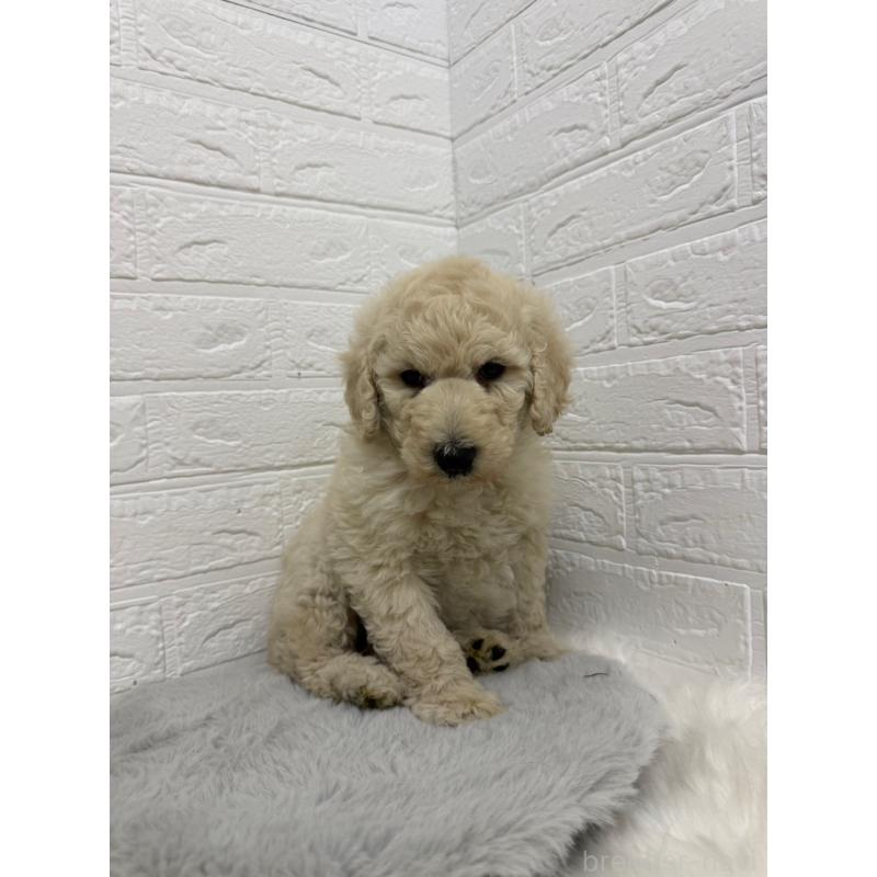 販売中の東京都のスタンダードプードル-439774の14枚目