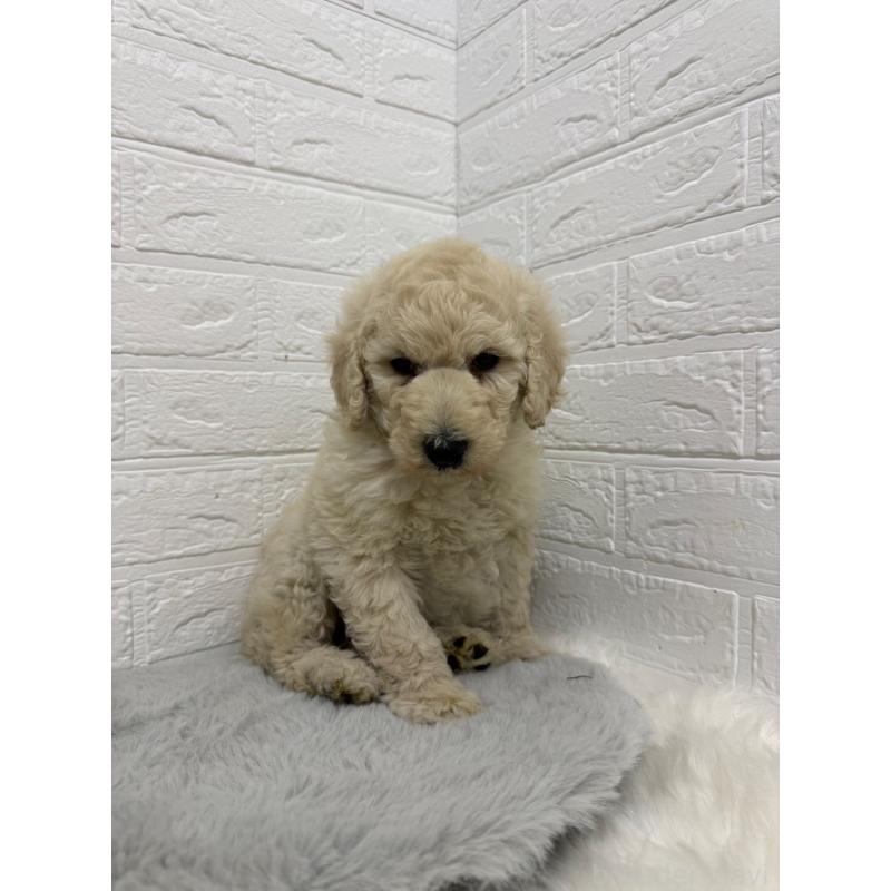 販売中の東京都のスタンダードプードル-439774の13枚目