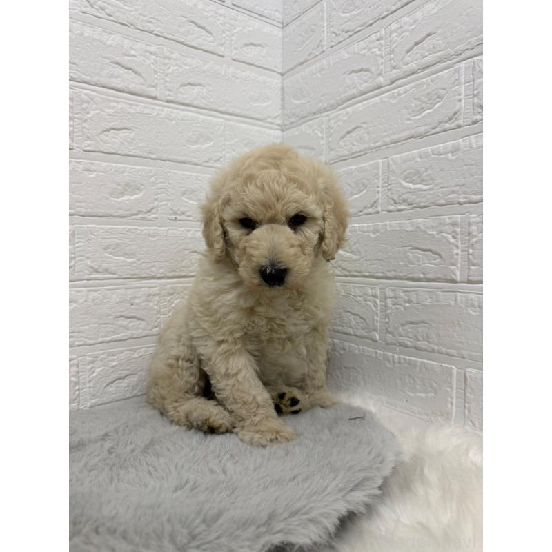 販売中の東京都のスタンダードプードル-439774の10枚目