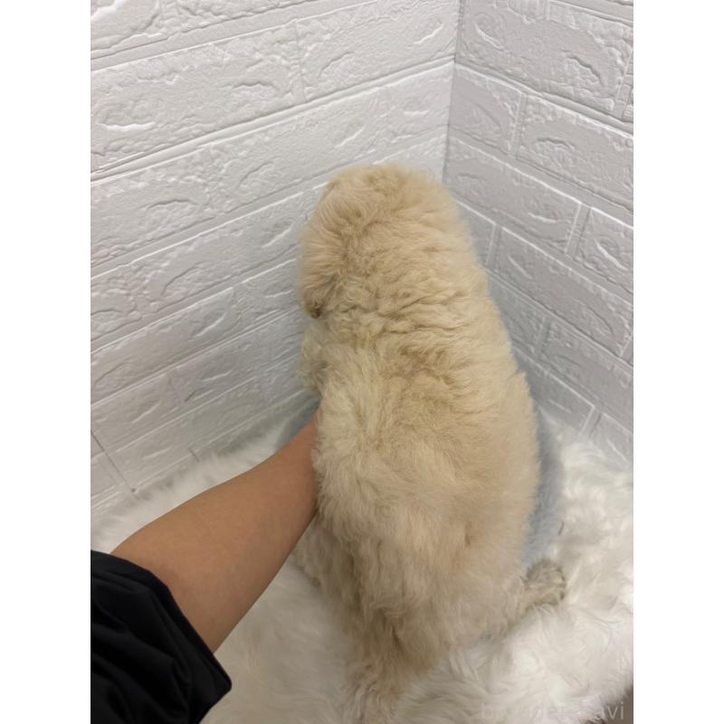 販売中の東京都のスタンダードプードル-439774の4枚目