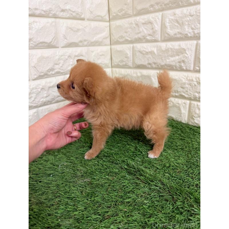 販売中の東京都のミックス犬-439778の10枚目