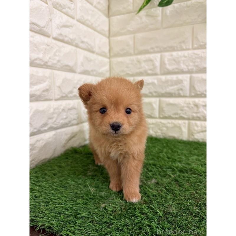 販売中の東京都のミックス犬-439778の9枚目