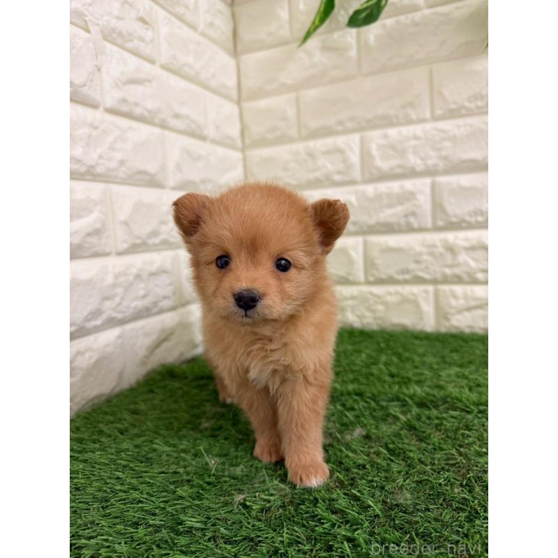 販売中の東京都のミックス犬-439778の8枚目