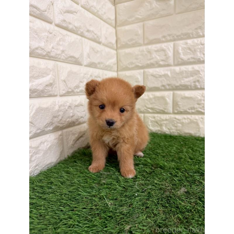 販売中の東京都のミックス犬-439778の5枚目