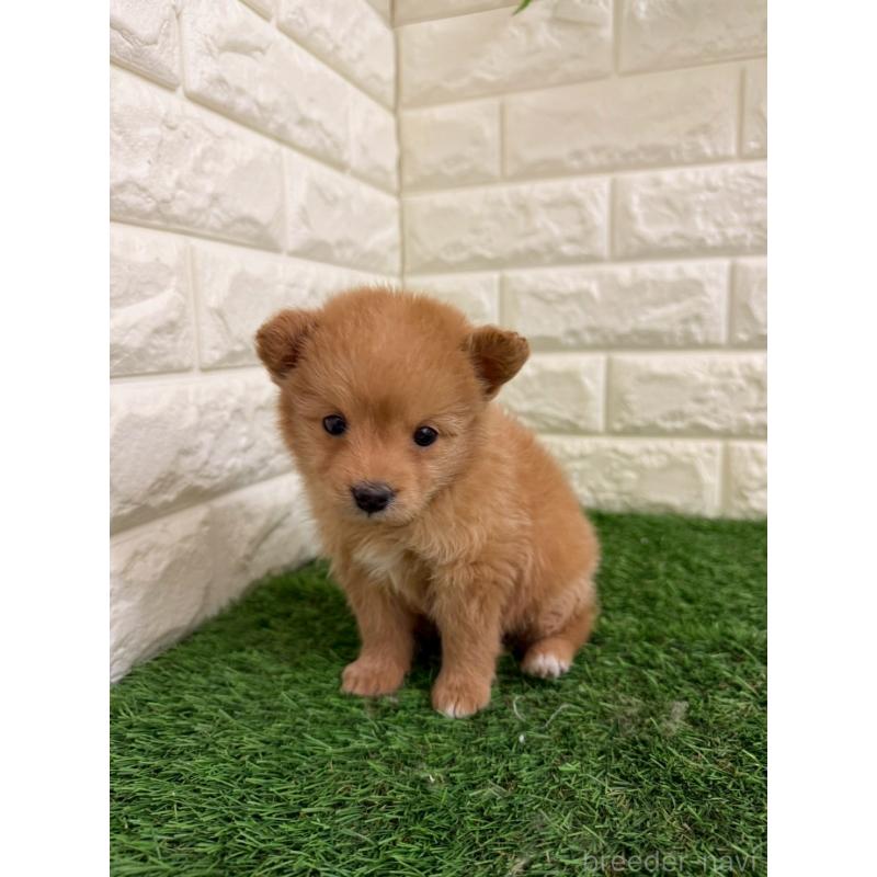 販売中の東京都のミックス犬-439778の4枚目