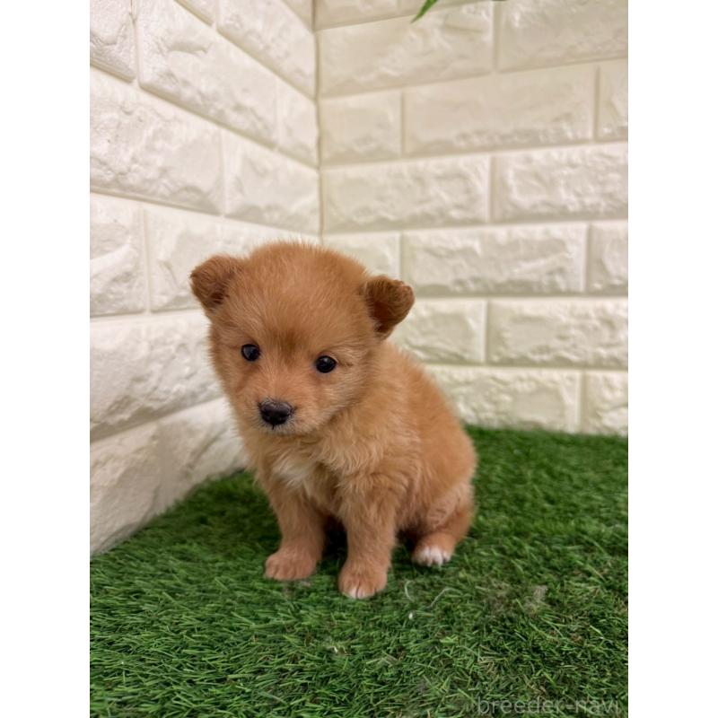 販売中の東京都のミックス犬-439778の3枚目