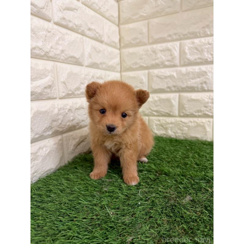 販売中の東京都のミックス犬-439778の2枚目