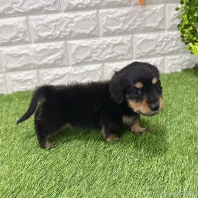 販売中の愛知県のミニチュアダックスフンド(ロングヘアード)-439777の4枚目
