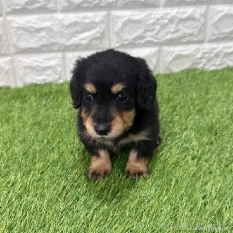 販売中の愛知県のミニチュアダックスフンド(ロングヘアード)-439777の3枚目