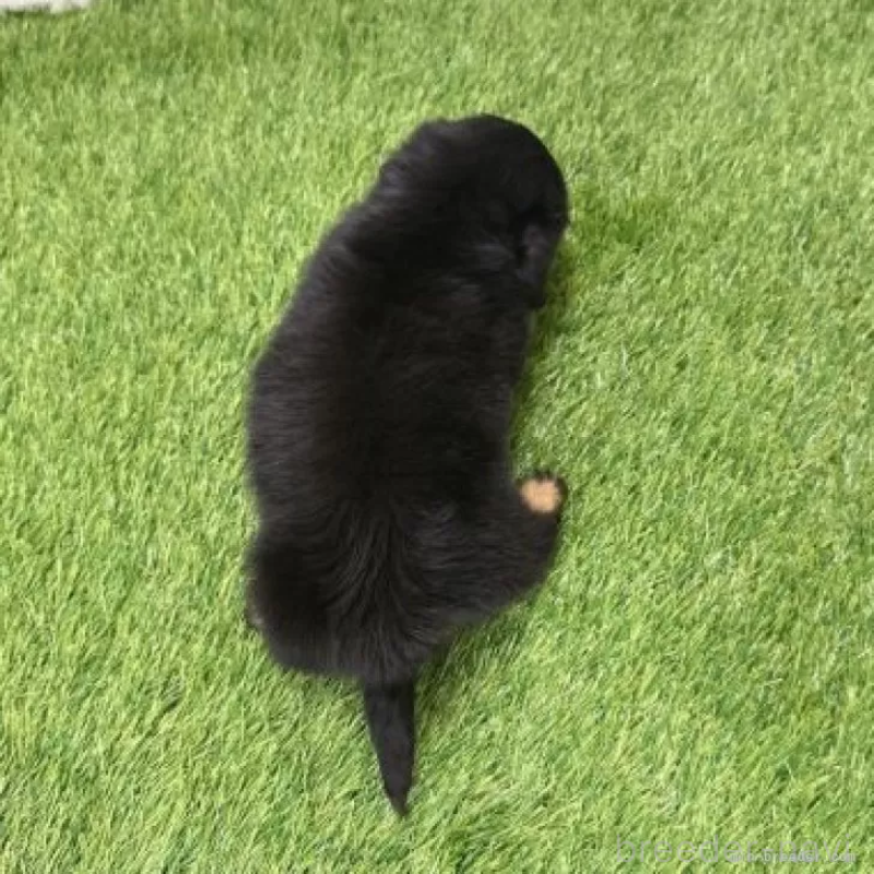 販売中の愛知県のミニチュアダックスフンド(ロングヘアード)-439777の2枚目