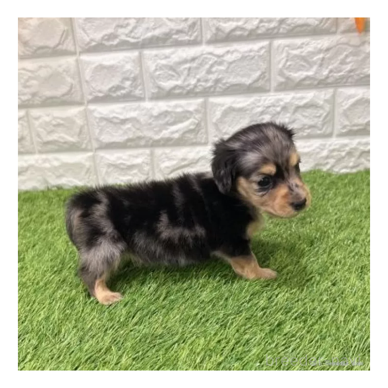 販売中の愛知県のミニチュアダックスフンド(ロングヘアード)-439781の5枚目